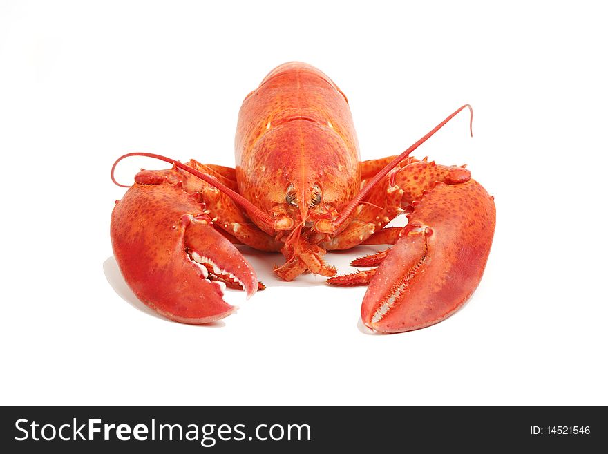 Close up of a cooked lobster isolated on white. Close up of a cooked lobster isolated on white