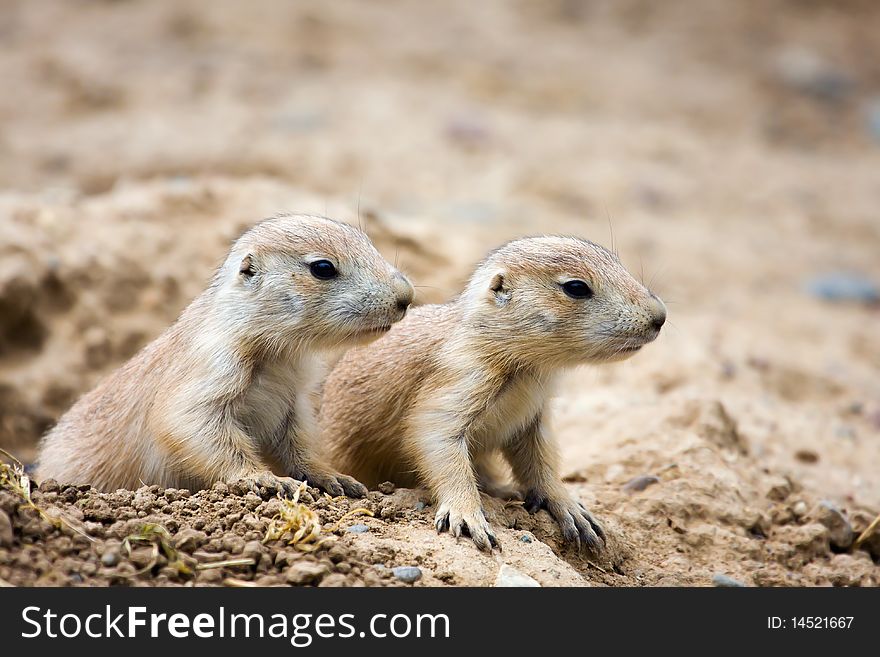 A couple of Prairie Dogs standing guard.