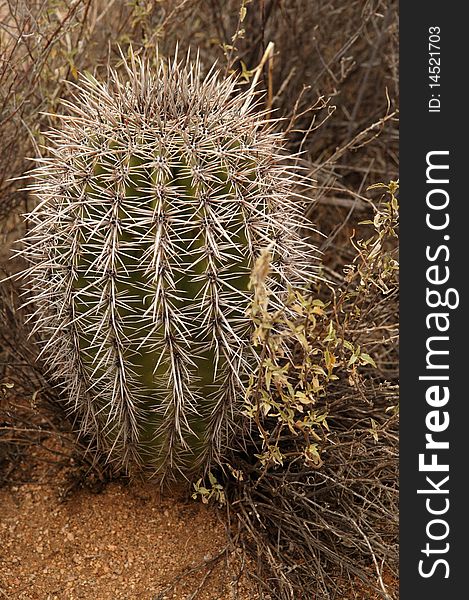 Barrel Cactus in Phoeniz, Arizona in the Sonoran Desert
