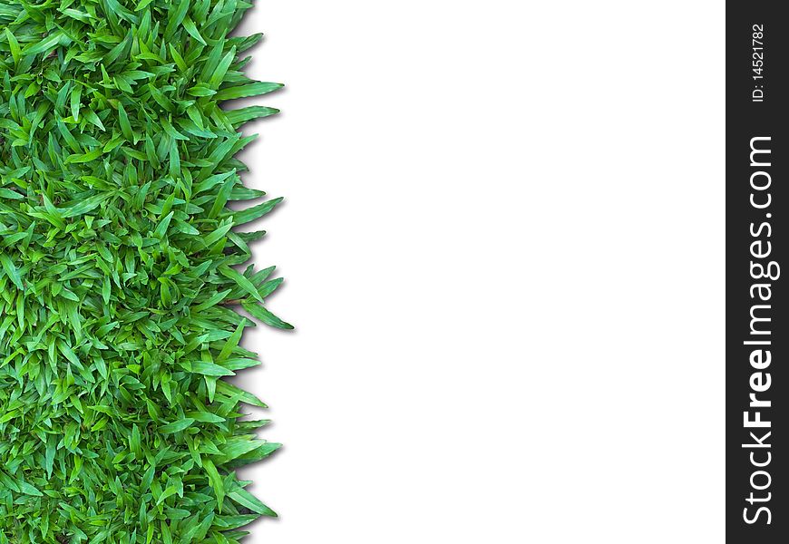Green Grass Isolated for Web page