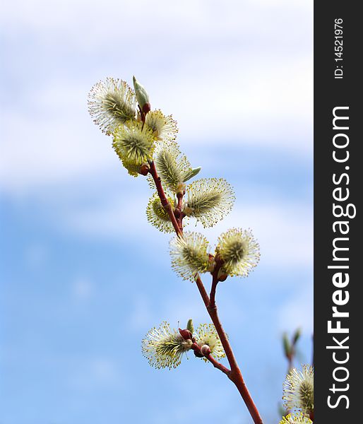 New downy birch leaves, after the winter, on a sky background, dof. New downy birch leaves, after the winter, on a sky background, dof