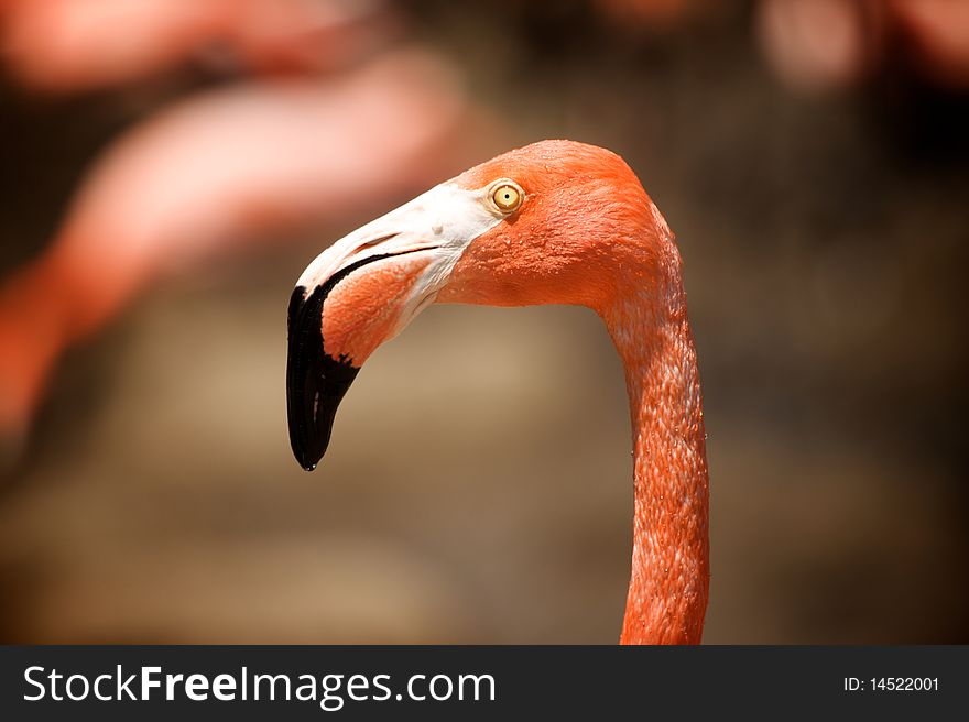 Flamingo's Head