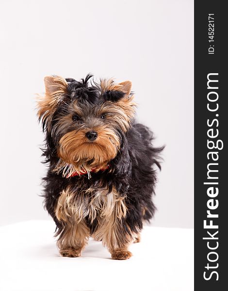 Little Yorkshire terrier on isolated background