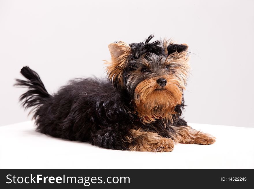 Little Yorkshire terrier on isolated background