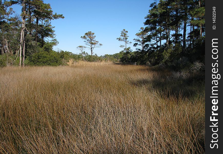 North Carolina Marsh grass in lightly wooded area. North Carolina Marsh grass in lightly wooded area