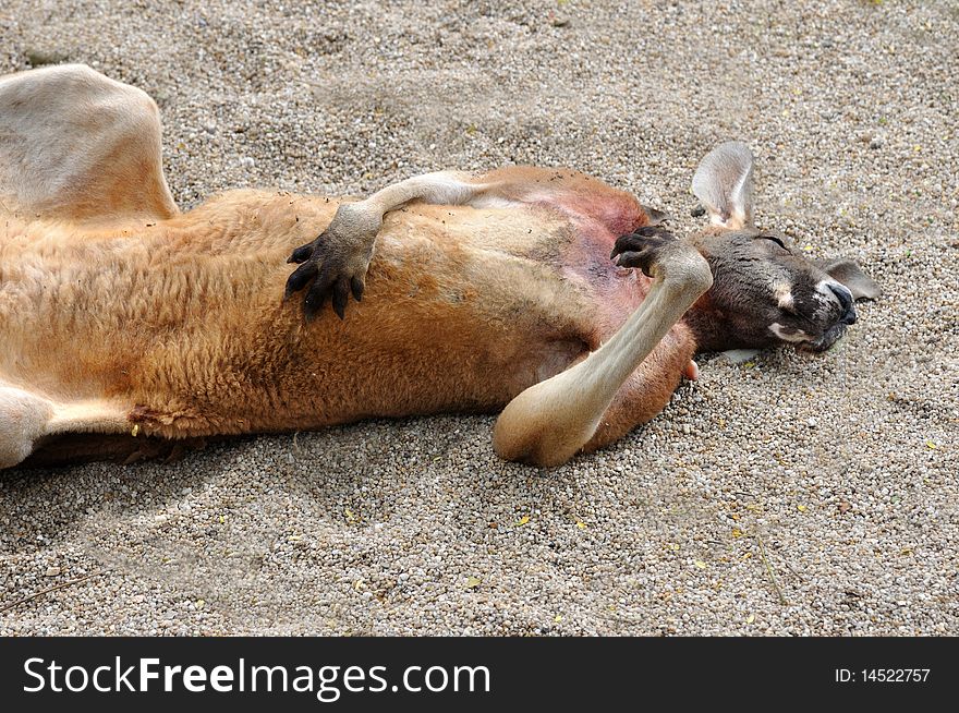 An Australian Kangaroo is supining on sand land, shown as a kind of floppy and slack. An Australian Kangaroo is supining on sand land, shown as a kind of floppy and slack.