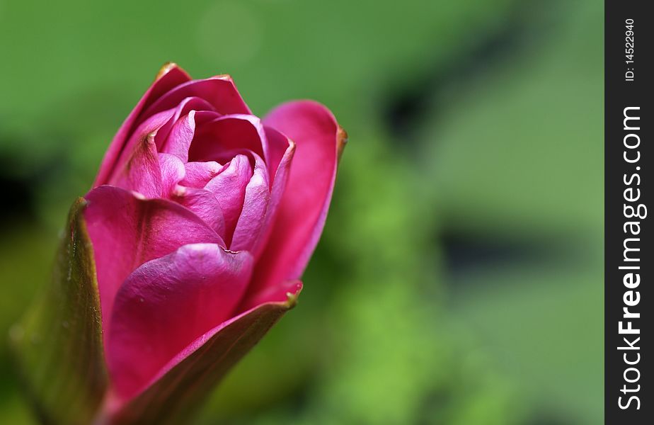 A blooming red rose just beginning to open up. Blooming love!