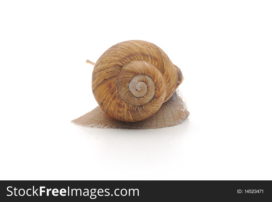 Garden snail isolated on white background