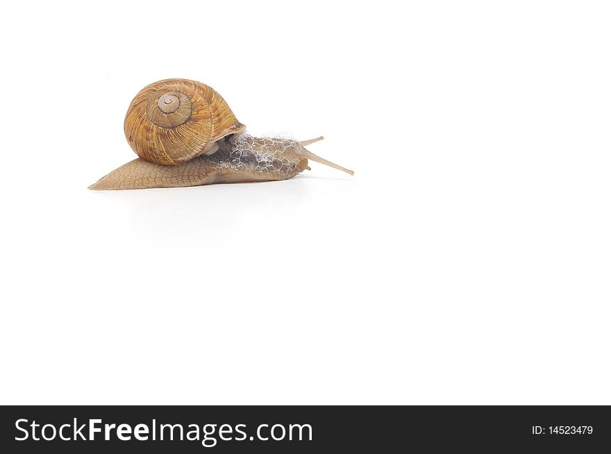 Garden snail isolated on white background