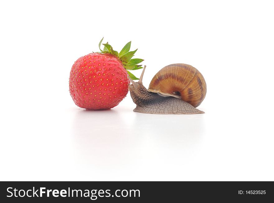 Snail And Strawberries