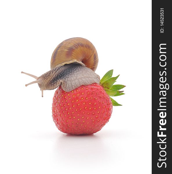 Snail and strawberries on a white surface