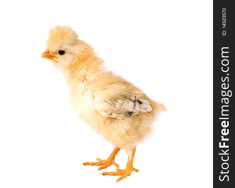 Chicken on a white background