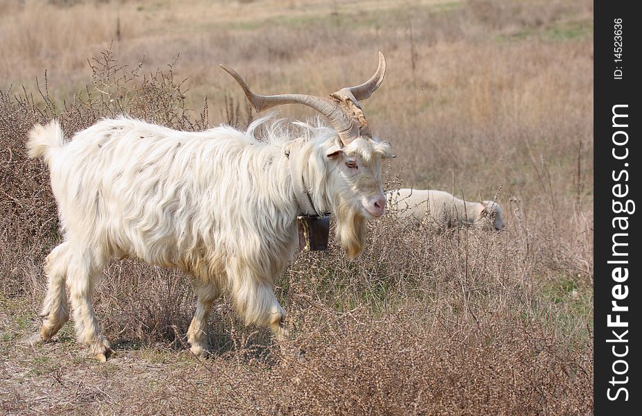 A goat male walking on farmland. Photo taken on April 2009