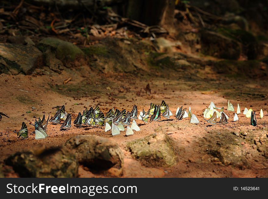 Butterfly in Pangsida National Park Thailand.