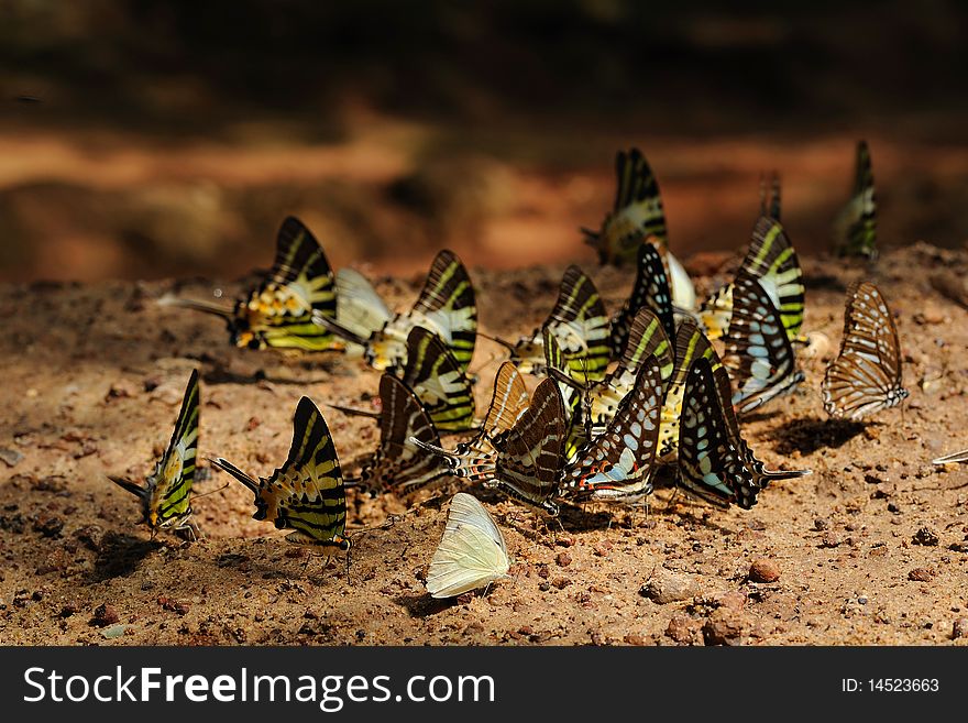 Butterflys in Pangsida National Park Thailand.