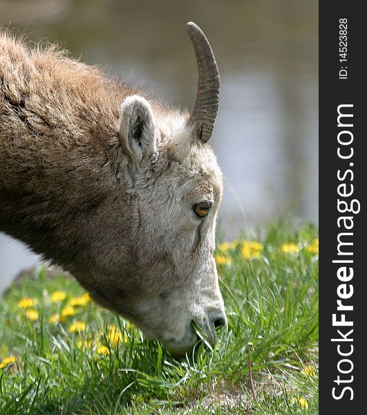 A sole mountain goat grazes in Jasper National Park in Alberta,Canada. A sole mountain goat grazes in Jasper National Park in Alberta,Canada.