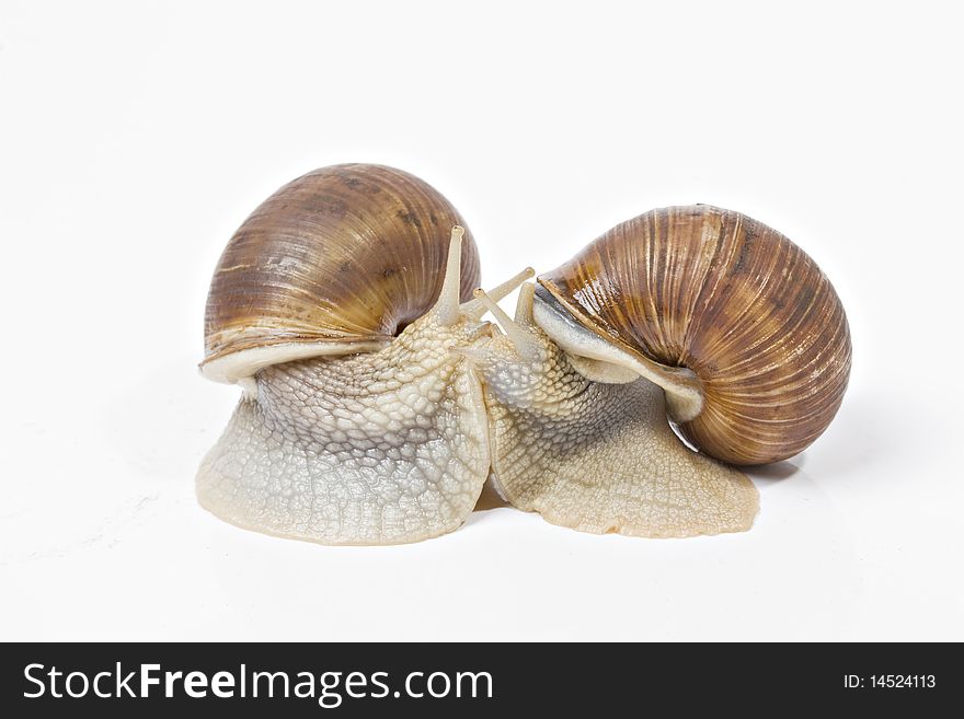 Snails make love in the studio, on a white background