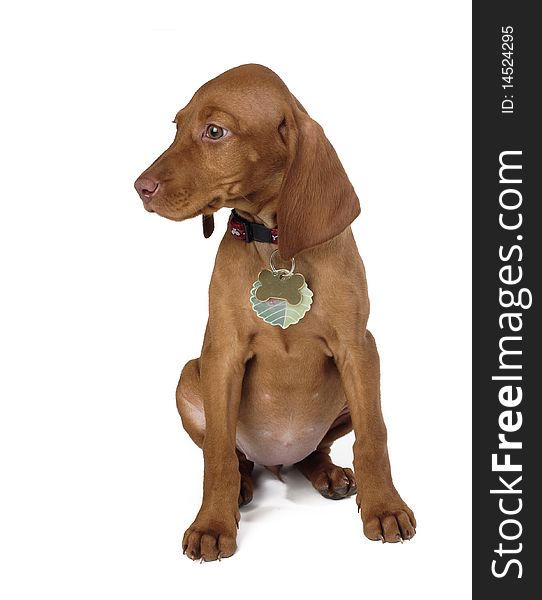 Nice hungarian vizsla puppy with white background