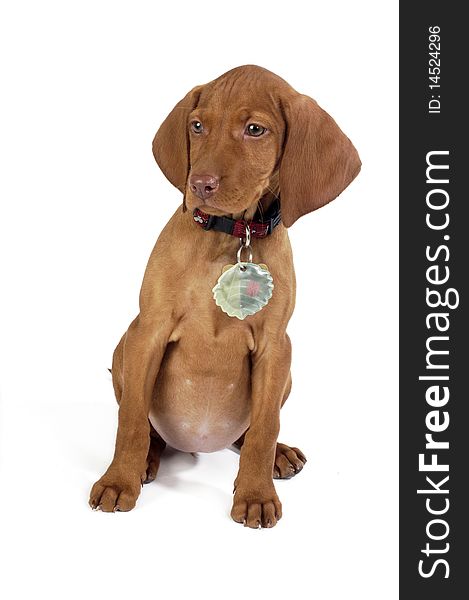 Nice hungarian vizsla puppy with white background