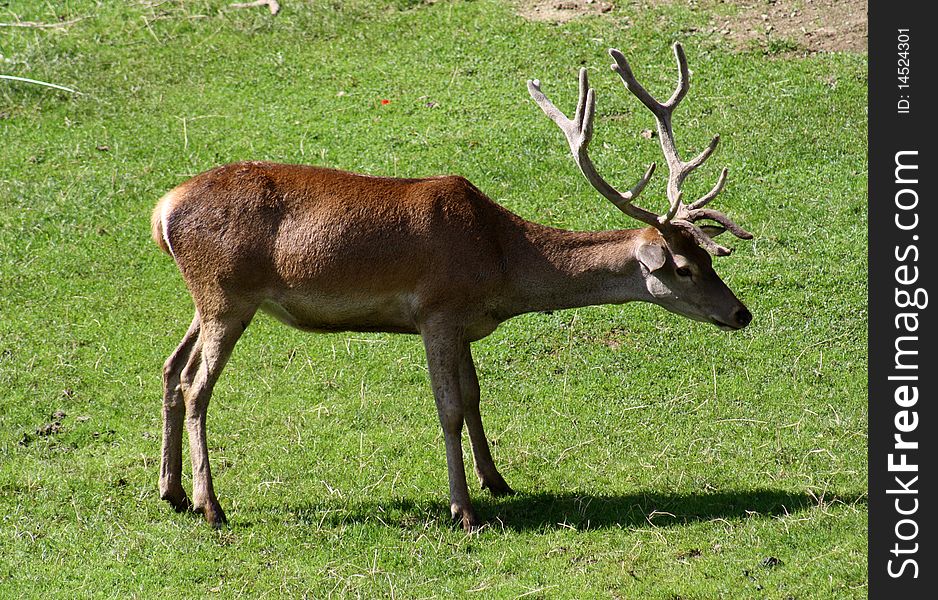 A Young Deer.