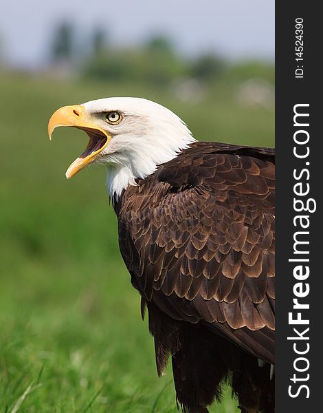 Agressive eagle sitting in the grass looking over it's shoulder