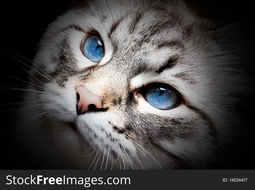 Cat with beautiful blue eyes looking up. Cat with beautiful blue eyes looking up