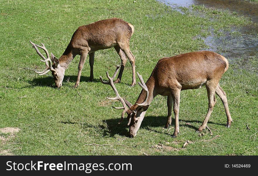 Two Deer Grazing.