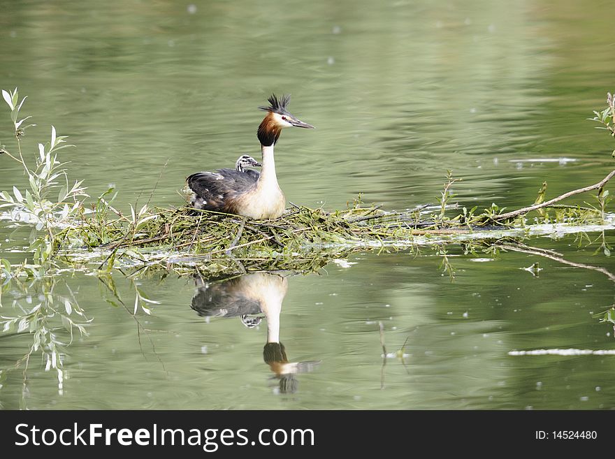 Grebe with the offspring in the nest. Grebe with the offspring in the nest