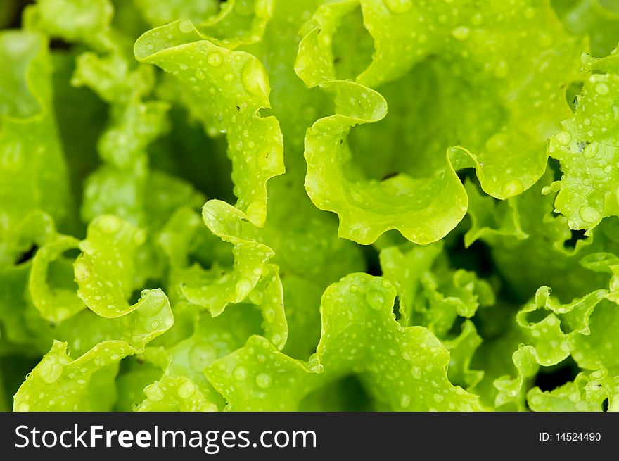 Fresh green lettuce leaves background with rain drops. Fresh green lettuce leaves background with rain drops