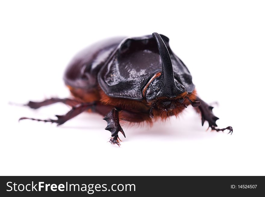 Rhinoceros beetle isolated on a white background