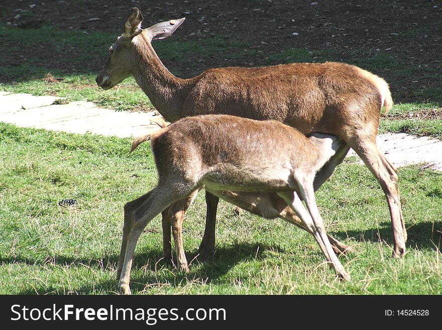 Two Deer Grazing.