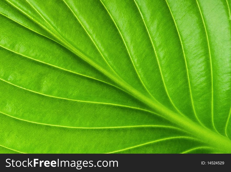 Texture of a green leaf as background. Texture of a green leaf as background