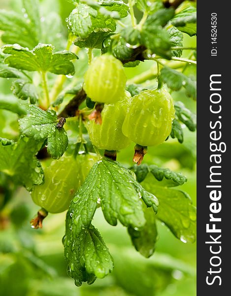 Green gooseberries on the branch with rain drops
