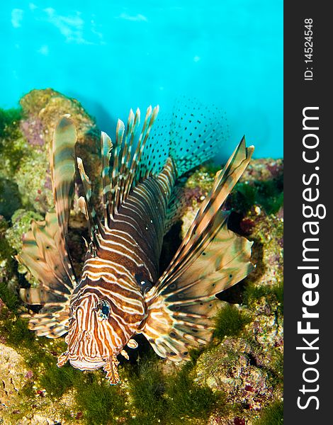 Red Volitan Lionfish in Aquarium