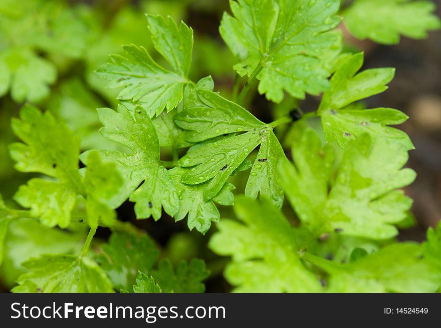 Fresh green parsley leaves background with rain drops. Fresh green parsley leaves background with rain drops