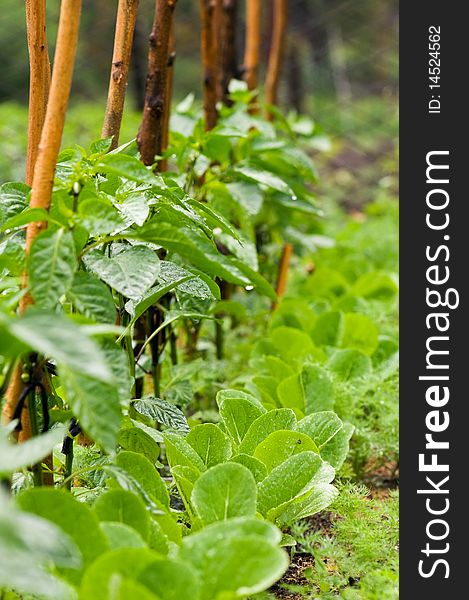 Pepper sprouts in garden with rain drops