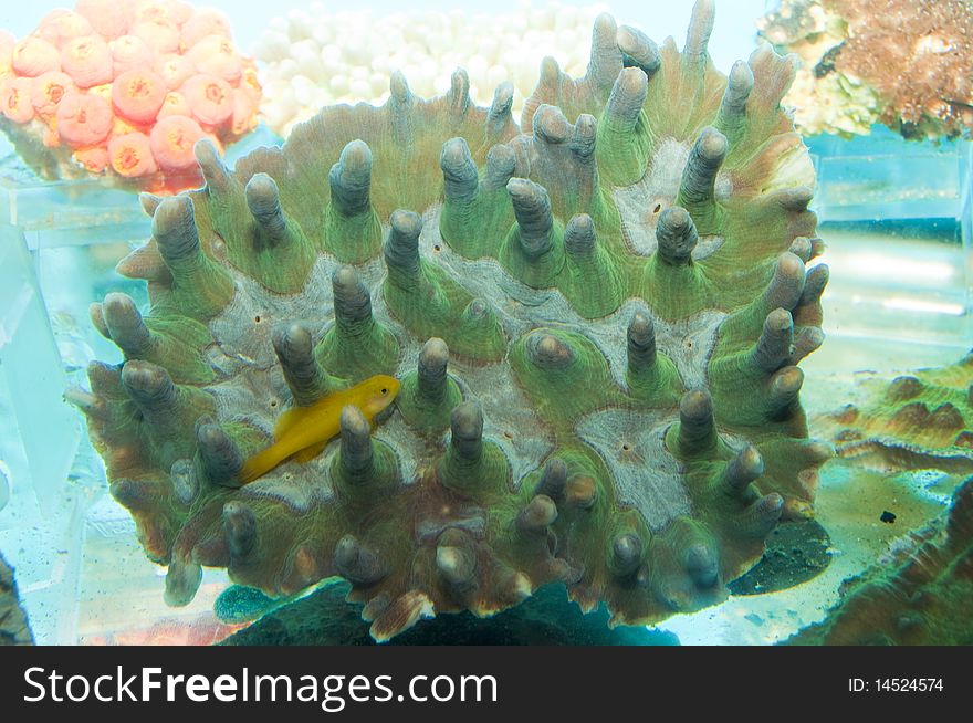 Coral in Saltwater Aquarium or Fishtank. Coral in Saltwater Aquarium or Fishtank