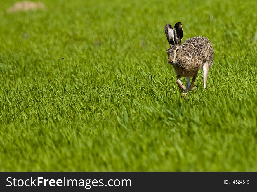 Hare (Lepus europaeus) Running on Green Field. Hare (Lepus europaeus) Running on Green Field