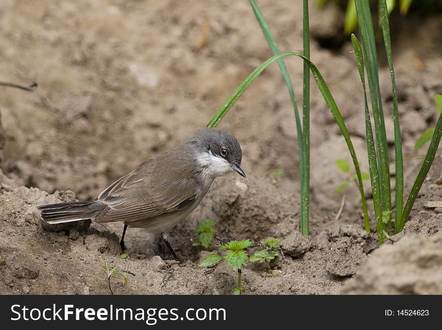 Lesser Whitethroat on the ground