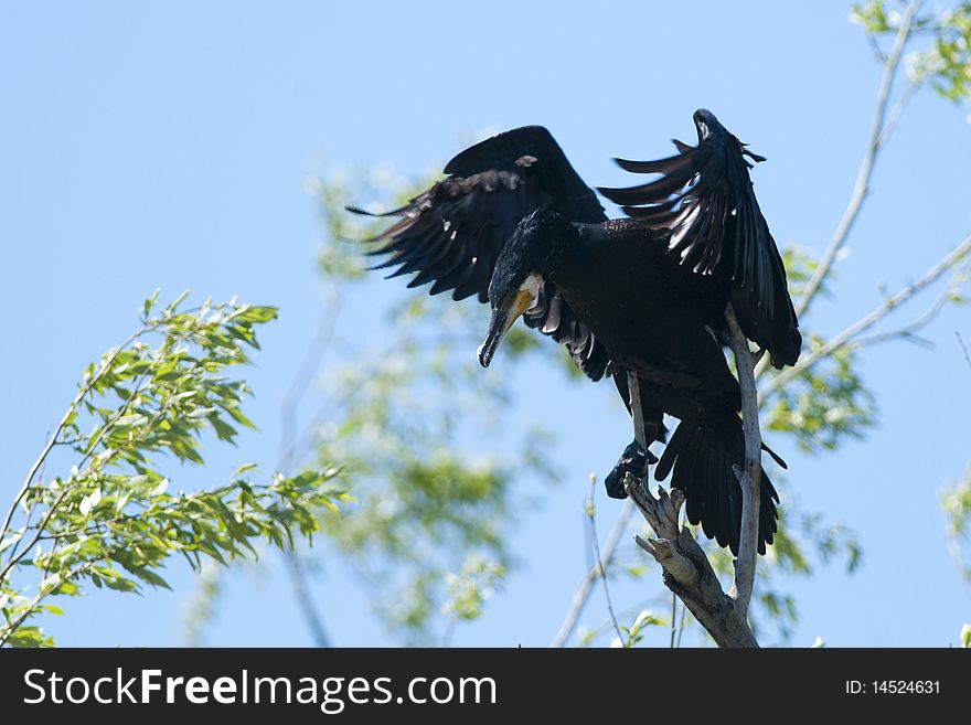 Great Cormorant landing on a tree