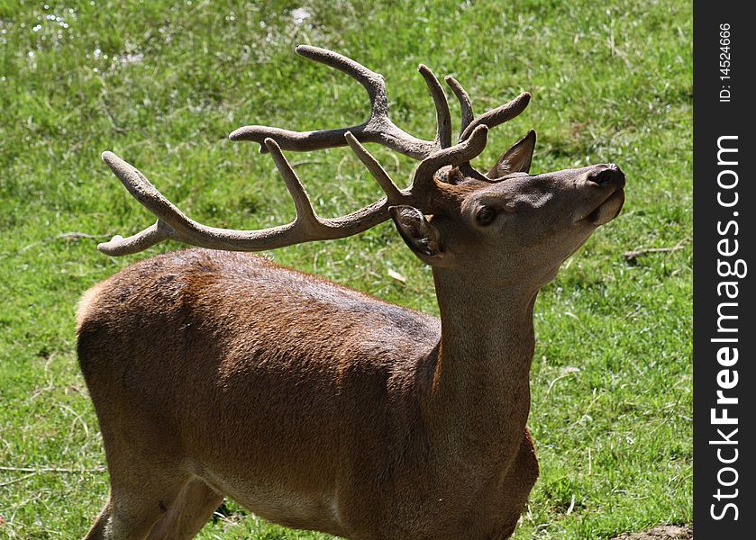 Deer in spring during the epoch of zeal and baby, the call bawls. Deer in spring during the epoch of zeal and baby, the call bawls.