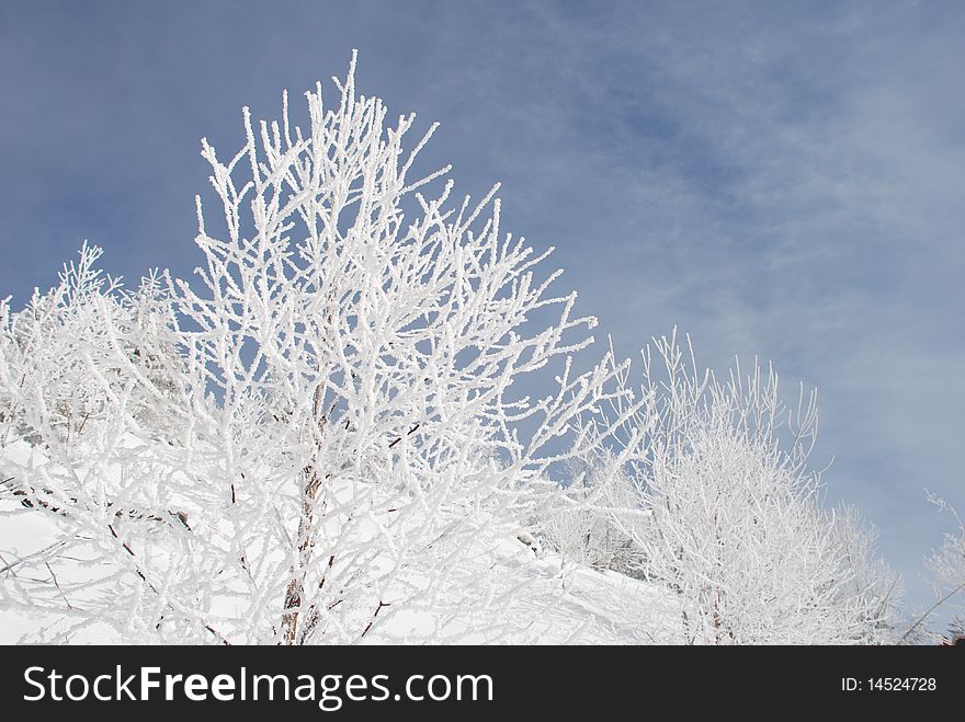 White trees against the sky with clouds in the winter