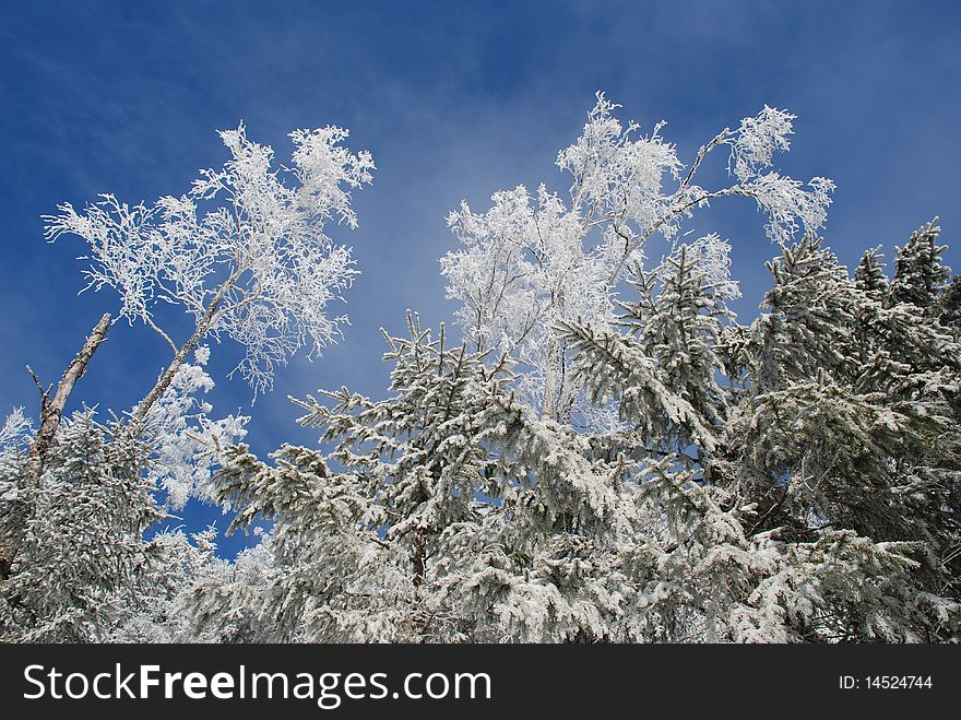 White trees against the sky with clouds in the winter