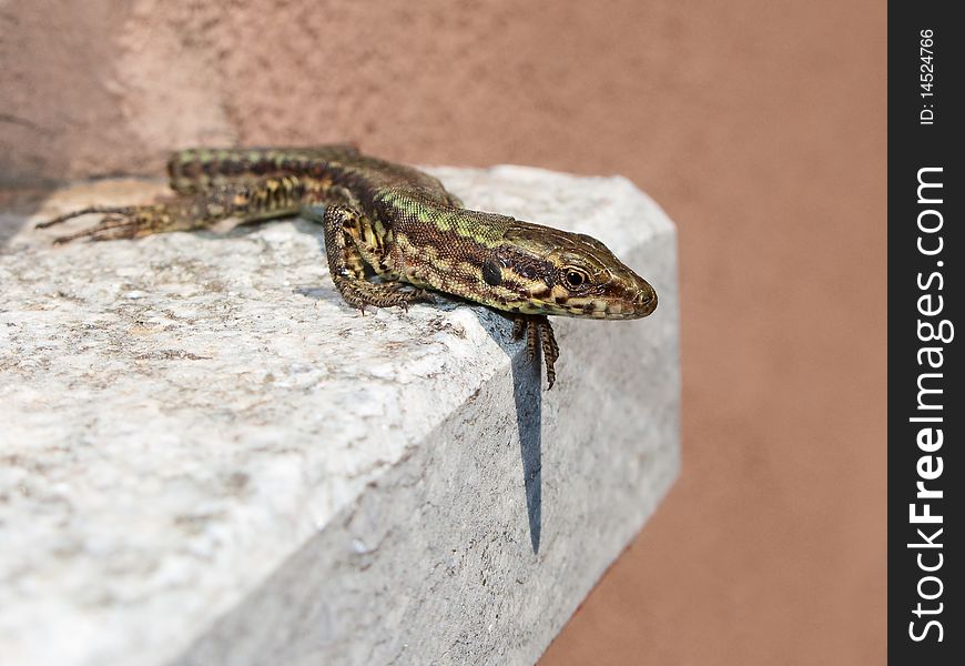 A common lizard macro on a marble