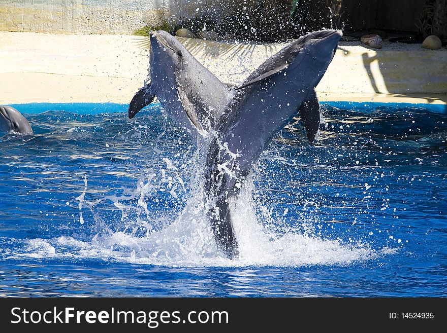 Dolphin jump out of the water in sea