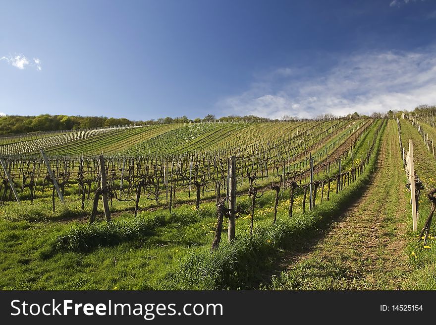 Vineyard summertime scene in vienna