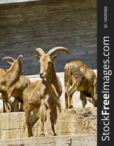 Spanish ibex, a group of animals. Spanish ibex, a group of animals