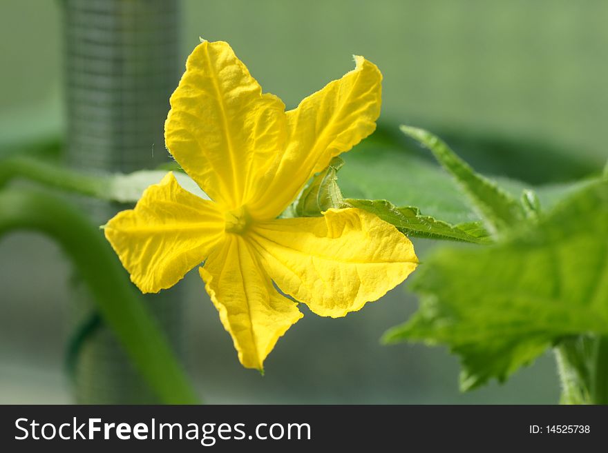 Cucumber flower