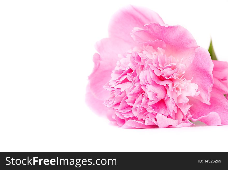 Bunch of peony flowers isolated on white. Bunch of peony flowers isolated on white