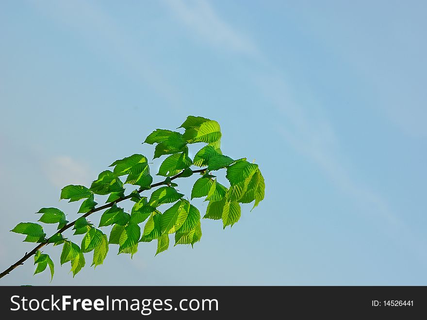 Flora: the Branch of an elm against the dark blue sky
